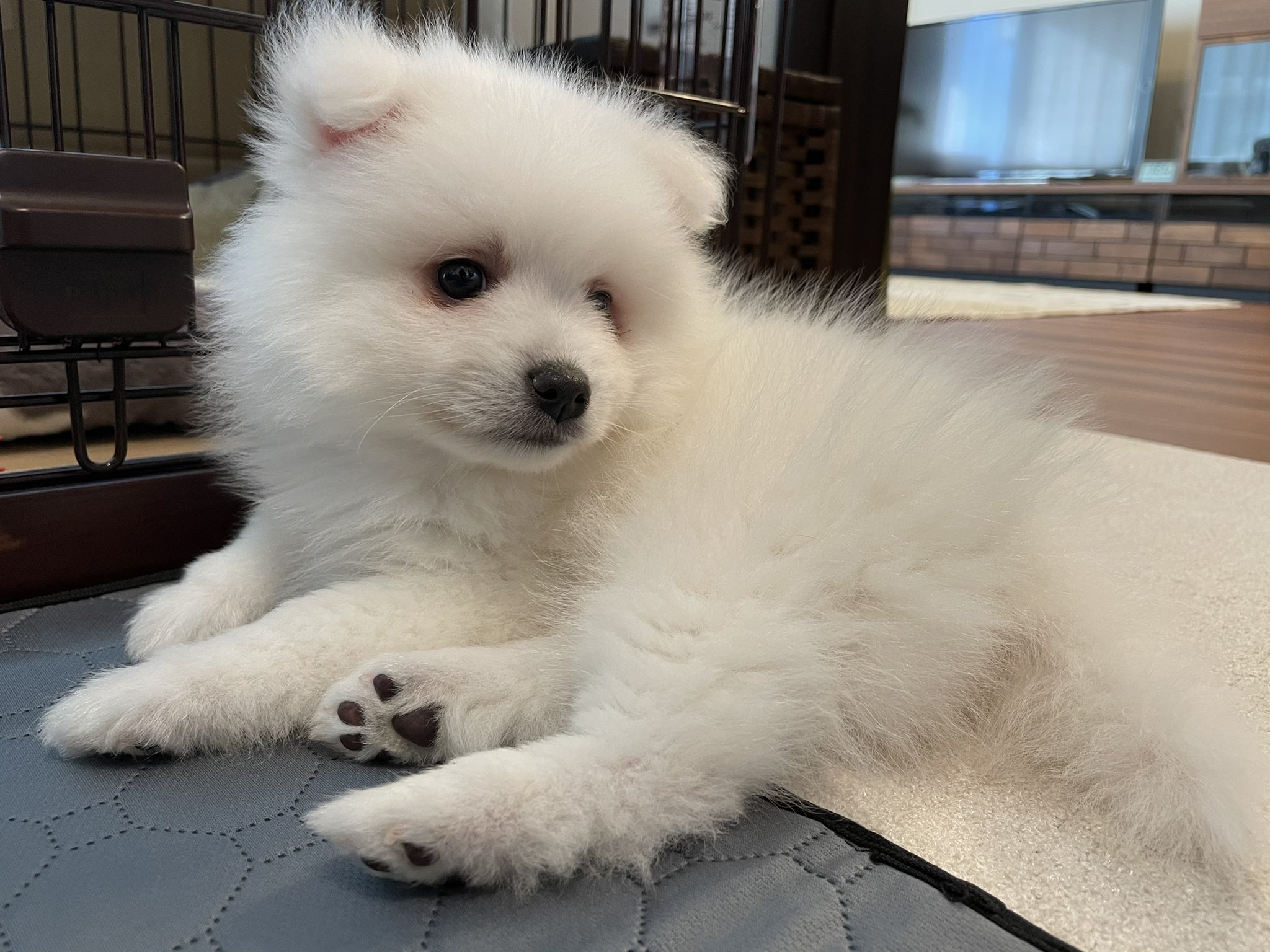 ルミ 日本スピッツ Lumi1002 Twitter