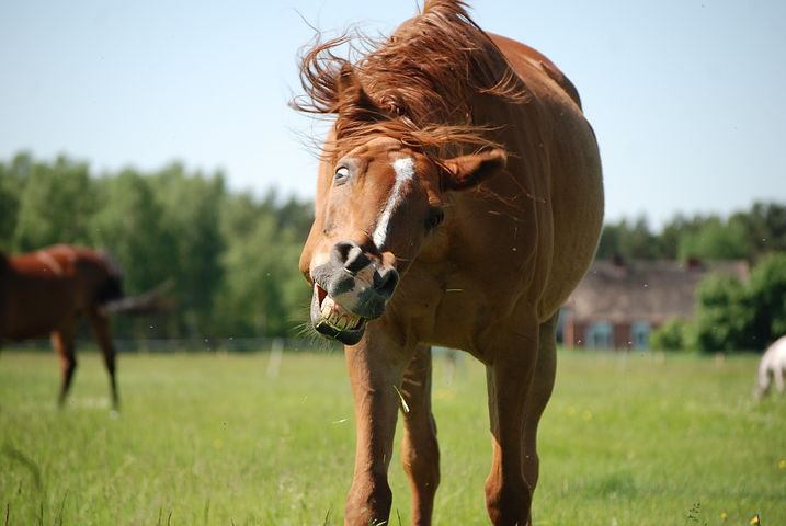 Horses make facial expressions to communicate the same way humans do.
