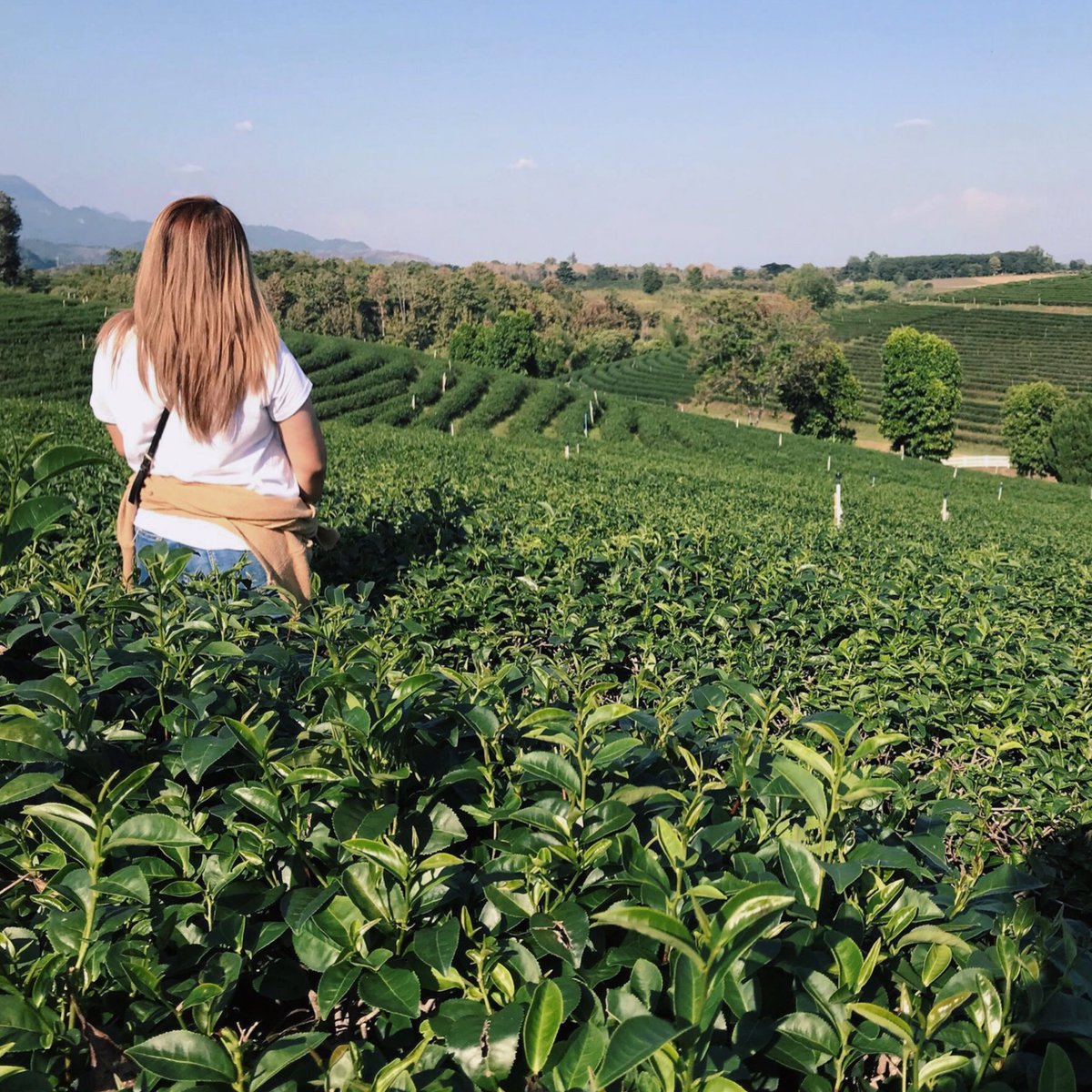 Travelingwith12's tweet photo. วันหยุด กับ ชาเขียว สักแก้ว ฟินนนน 🤍🍵 

📸 @pugnung4 

#เชียงราย #รีวิวเชียงราย  #ที่เที่ยวเชียงราย #รีวิวเที่ยวไทย https://t.co/y2dv8SW7r8