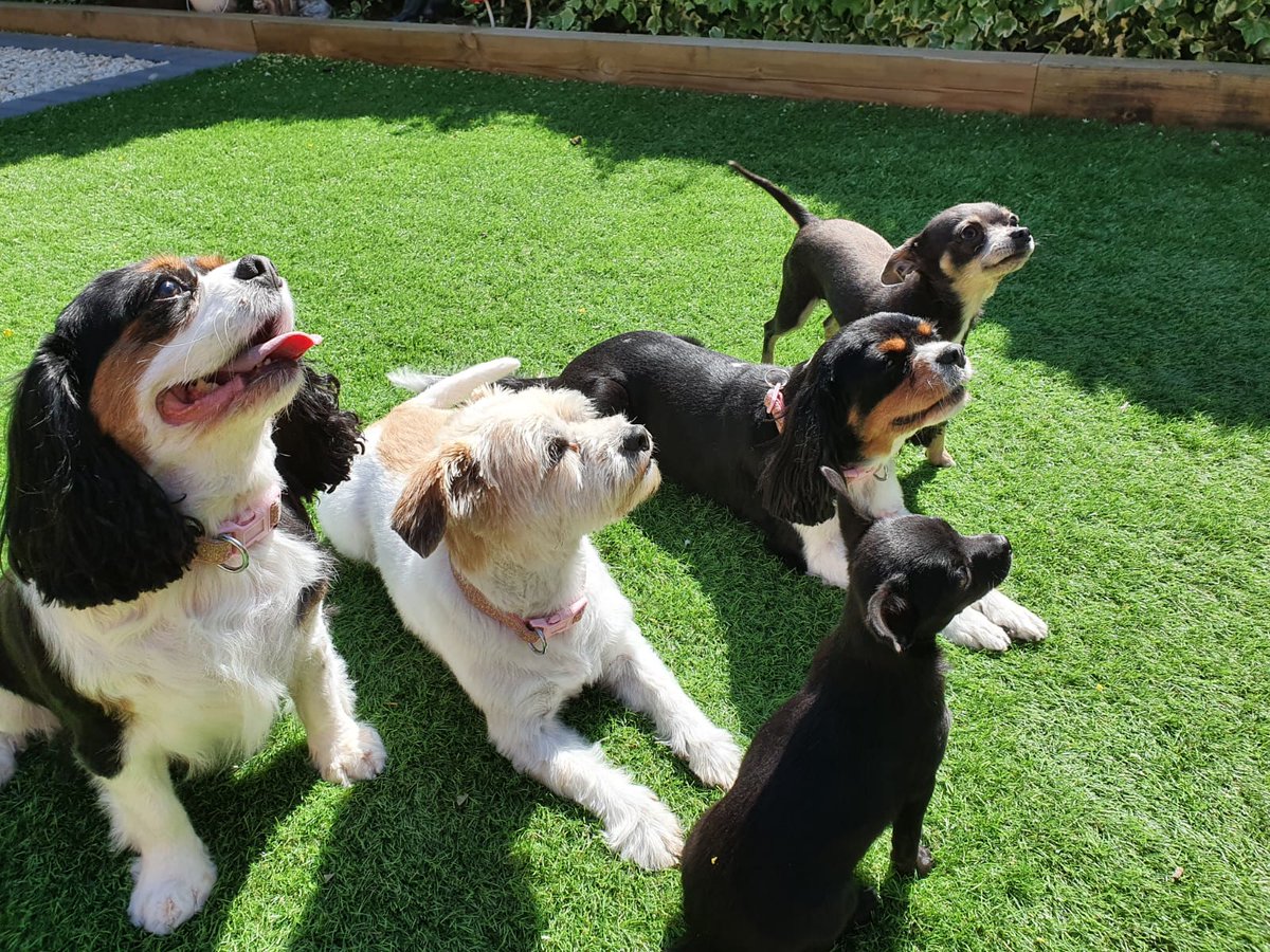 kellysheroesmd's tweet photo. @Emmselk #dogsonCaturday #dogsFightBack #dogsRuleOk #dogs The pack https://t.co/YUqADljrFk