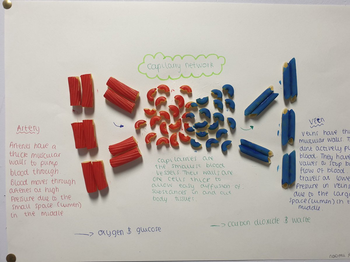MrsWoodfordBio's tweet image. Some great work last week from our health class! Consolidated their knowledge of blood vessels using different shapes of pasta to display differences in vessel structure &amp;amp; function 😊👏🍝🎨 #creativityinscience