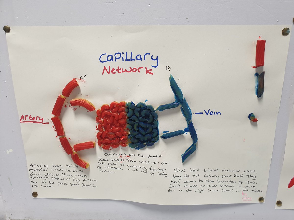 MrsWoodfordBio's tweet image. Some great work last week from our health class! Consolidated their knowledge of blood vessels using different shapes of pasta to display differences in vessel structure &amp;amp; function 😊👏🍝🎨 #creativityinscience