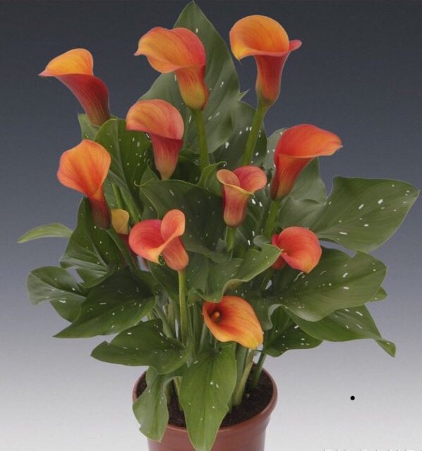 alexdewaard2's tweet photo. Heden ochtend hebben wij ⁦@BayerCropNL⁩ de #calla #zantedeschia proef geoogst welke in het groeiseizoen is behandeld #Batavia. As voorjaar moet blijken of deze behandelingen veilig zijn voor het gewas. #teambayerbenelux #bloembollen #onderzoek #zaterdag https://t.co/8Su1bdfdHA