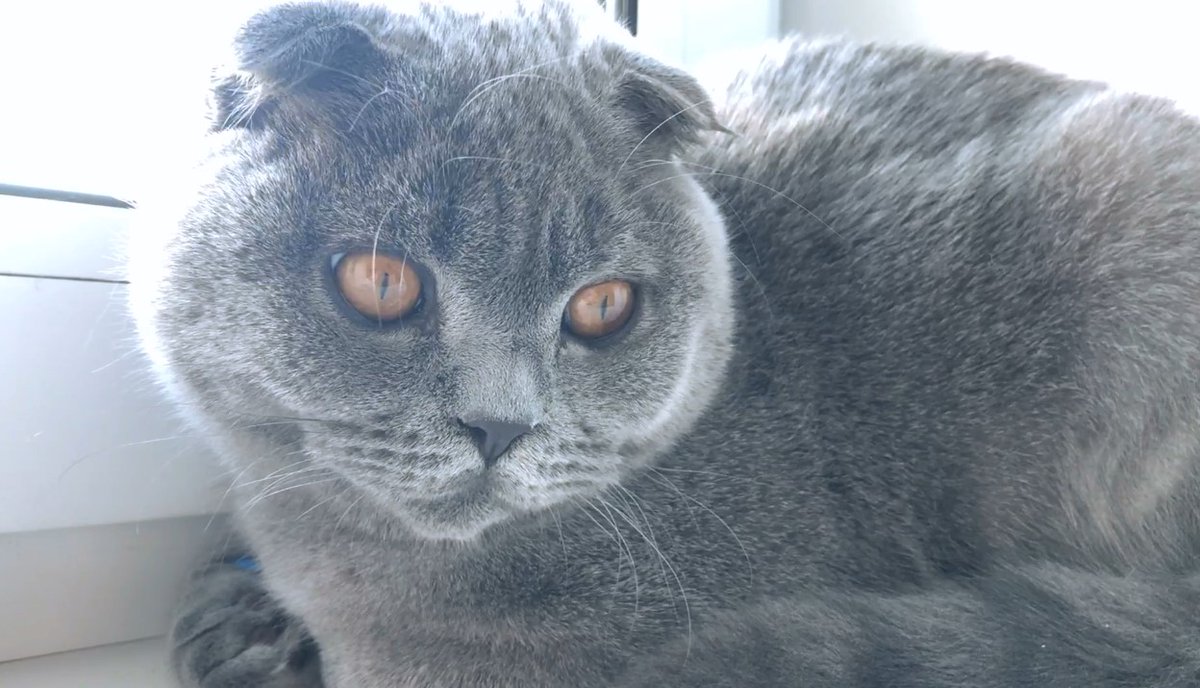 CosmosRussian's tweet photo. Some summer sun on a typical autumn day
#CatsOfTwitter #cats #russiancat #fun #humor #COSMOS #catcosmos #CatsOnTwitter https://t.co/x1NdClb3xi
