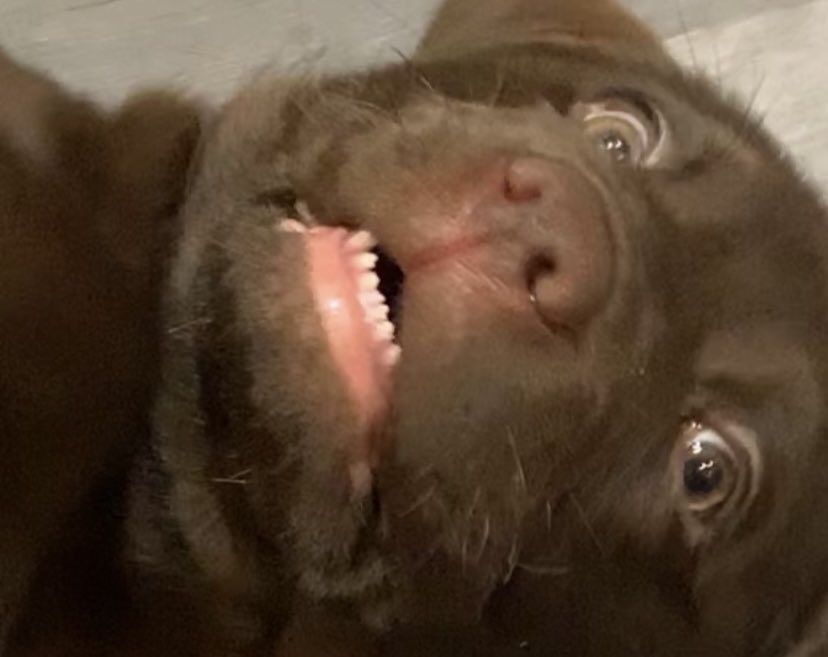 DrPepper7086's tweet photo. Dog https://t.co/s2esY0nOFv