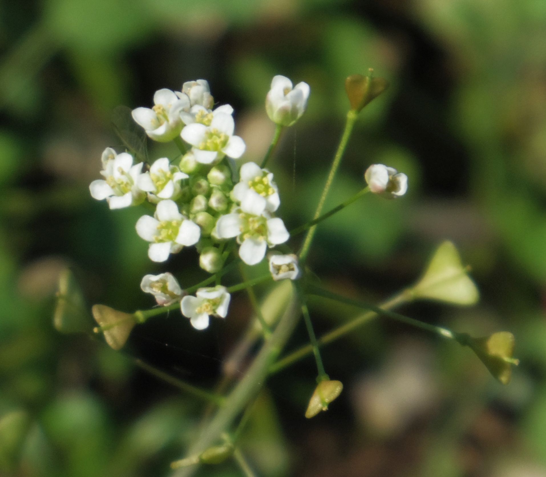 こころんグリーン 近所の家庭菜園の隅にナズナの花が咲いていました 白い花がいくつか開いています とても小さい花がまとまって咲いています ナズナ 白い花 小さい花 家庭菜園 秋の花 秋 山野草 野草 園芸 ガーデニング 熊本市南区 熊本