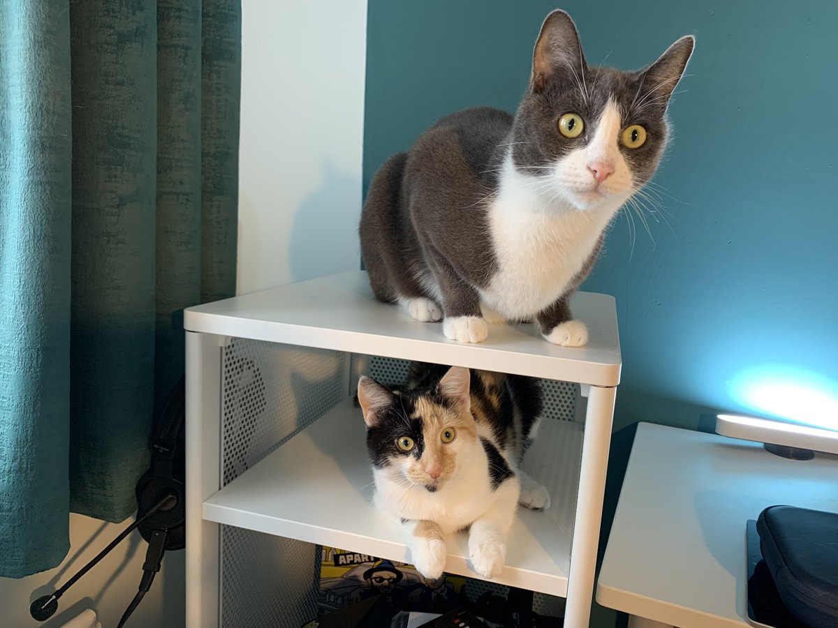 rachelandrew's tweet photo. The cat storage unit is working well. #pxcat #emcat https://t.co/j0paY39U5S