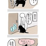 やっぱり猫は自分の可愛さに気づいてる？猫の能力の高さには驚かされる!