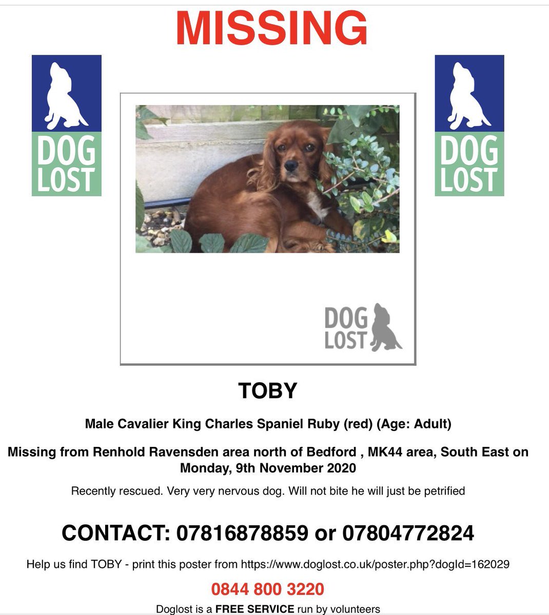 KarenFi51820768's tweet photo. #Toby is still missing he has been gone 12 days the family are distraught. There is a #QR code on the poster you can scan it and it will show you a map of Toby’s movements/possible sightings please #ScanCode to help #FindToby missing from #Renhold #Bedfordshire https://t.co/5bw0AEtOAi