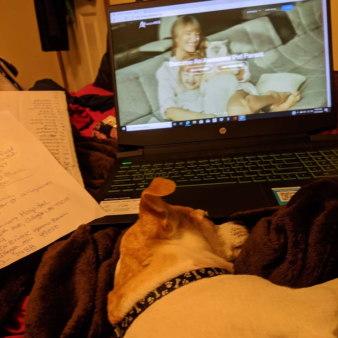cfm10580's tweet photo. I really wish I got to sleep like that LoL π well at least he's happy #rescuedogsofinstagram #chihuahuasofinstagram #activ4pets https://t.co/x164Tt3O2u