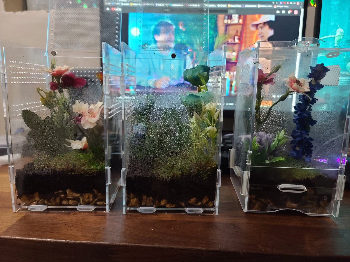 Magliriss's tweet photo. I'm officially a #bugmom. I now own 4 #prayingmantis. Look at their cute enclosures tho 🥺🖤 https://t.co/X9EeiEzHfB