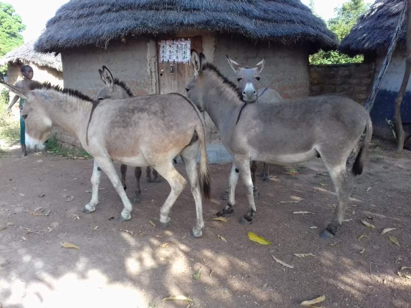 LiberiaAnimal's tweet photo. We are improving the health and welfare of #workinganimals in #Guinea through #animalwelfare education along with free #veterinarycare program and feeding. Please visit and make a small donation at https://t.co/r6A9R1DB7q

#DonkeysMatter #DonkeyWelfare #DonkeyHealth #Animals https://t.co/TDxa1tVKb7