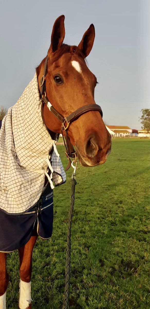 Finduss PFB (aka Loopy Louis) looking rather pleased with himself after a dressage PB and a clear SJ in the 4*s at Barroca d’Alva. <a href="/McLeodSammi/">Sammi Birch</a> doing a tip top job! 👌