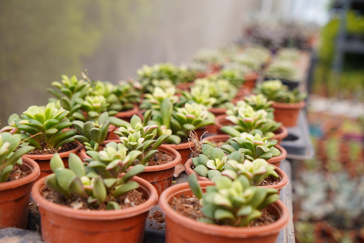 O2Nursery's tweet photo. The new range of unique plants is now available!
Visit O2 Nursery to check out the whole collection.

To know more about us
📍 Visit us: Chd-Ambala Road, Under Zirakpur Flyover,
📞 call us at 87601-00027

#O2Nursery #IndoorPlants #Gardening#PlantsCare #Rareplants #Uniqueplants https://t.co/SU0RD04PK2