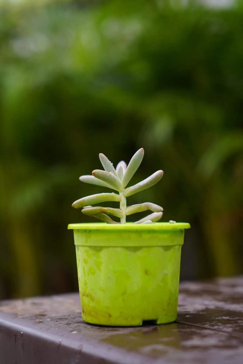 O2Nursery's tweet photo. The new range of unique plants is now available!
Visit O2 Nursery to check out the whole collection.

To know more about us
📍 Visit us: Chd-Ambala Road, Under Zirakpur Flyover,
📞 call us at 87601-00027

#O2Nursery #IndoorPlants #Gardening#PlantsCare #Rareplants #Uniqueplants https://t.co/SU0RD04PK2