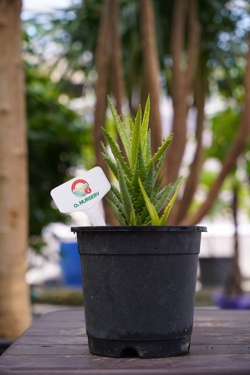 O2Nursery's tweet photo. The new range of unique plants is now available!
Visit O2 Nursery to check out the whole collection.

To know more about us
📍 Visit us: Chd-Ambala Road, Under Zirakpur Flyover,
📞 call us at 87601-00027

#O2Nursery #IndoorPlants #Gardening#PlantsCare #Rareplants #Uniqueplants https://t.co/SU0RD04PK2