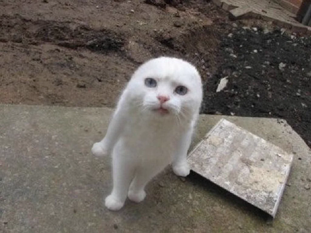 なんだこれ…初見でそうでなくとも、段々可愛く見えてくる謎の生物www