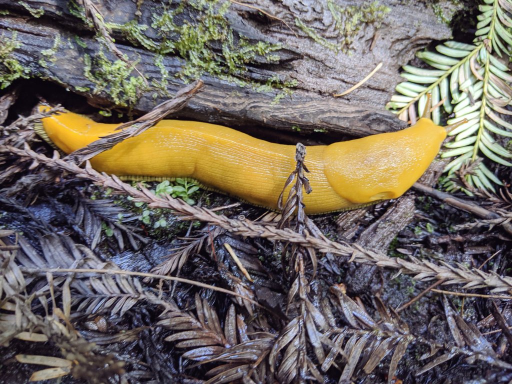 KaridasOnMane's tweet image. #NoKnownPredators
#HolePix