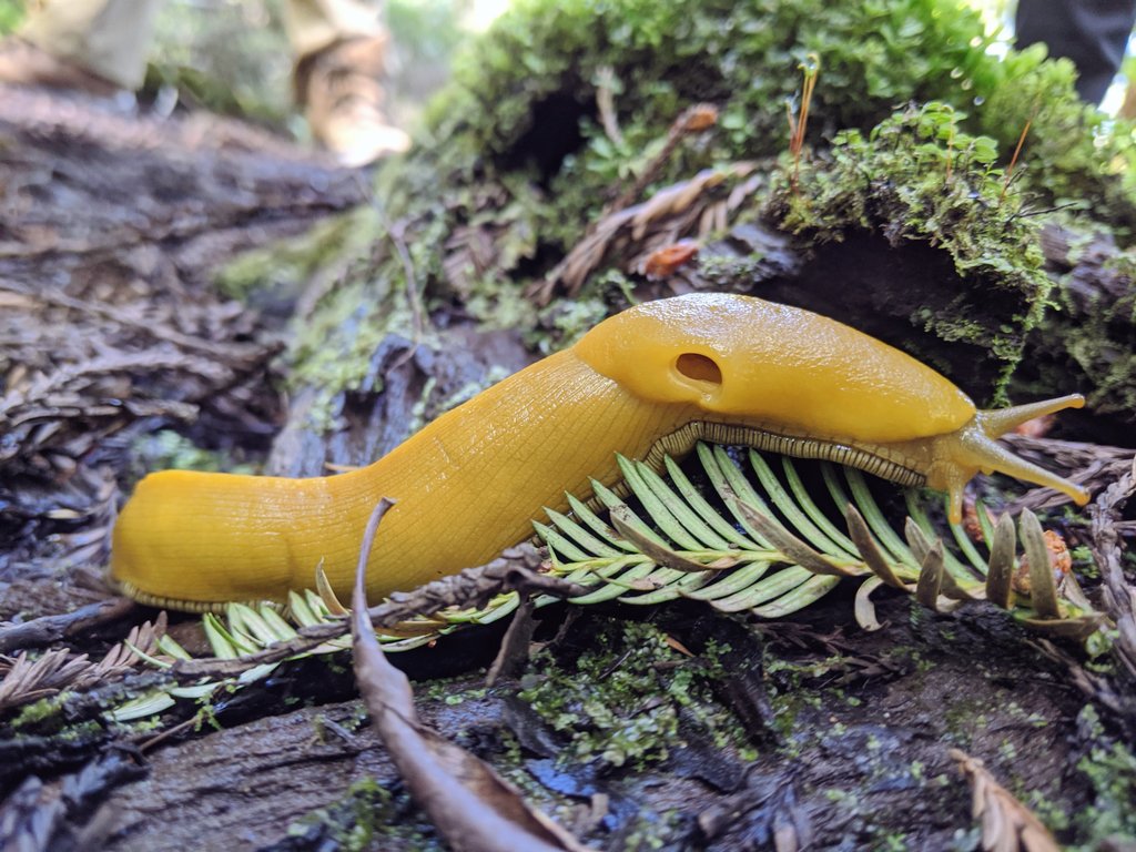 KaridasOnMane's tweet image. #NoKnownPredators
#HolePix