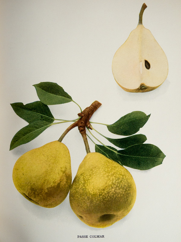 passe colmar tweet media