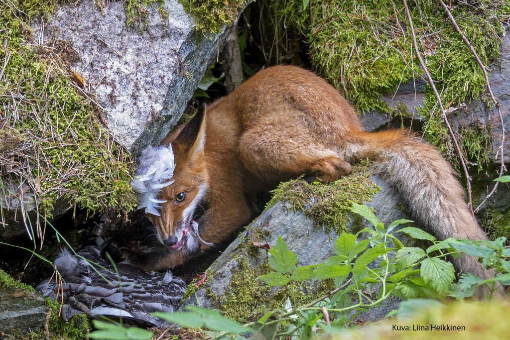 OwliversP's tweet photo. It's World Children's Day and we're celebrating by interviewing this year's Young Wildlife Photographer Award winner, Liina Heikkinen. Read our exclusive interview here  --> https://t.co/fAxAXjvR87  @DiscoverFinland 
#liinaheikkinen #youngwildlifephotographeraward #owliverspost https://t.co/Gbh2GCkcgq