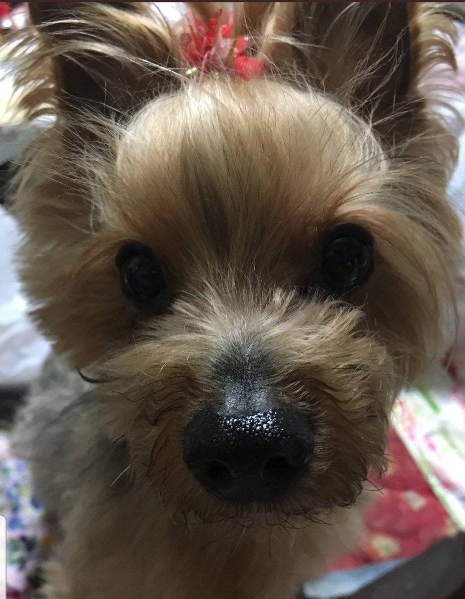 犬連れ去り 犬連れ去り