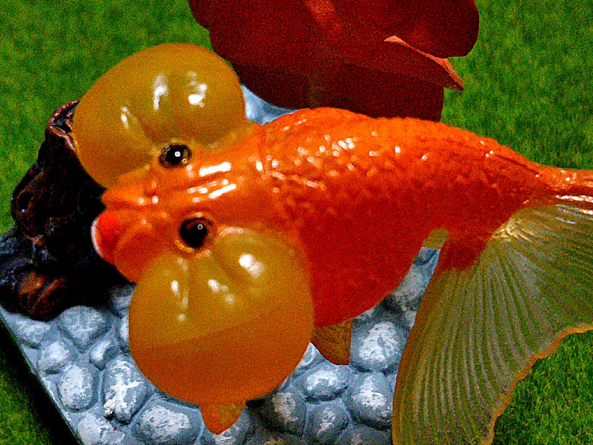 ｴｲﾁｴｽ 水泡眼 と思っていても家人が ﾎｯﾍﾟが潰れたらと思うと怖いので却下 と言われ今ｳﾁにいるのはコレだけです 金魚 水泡眼 スイホウガン T Co Sxx94eqjjw Twitter