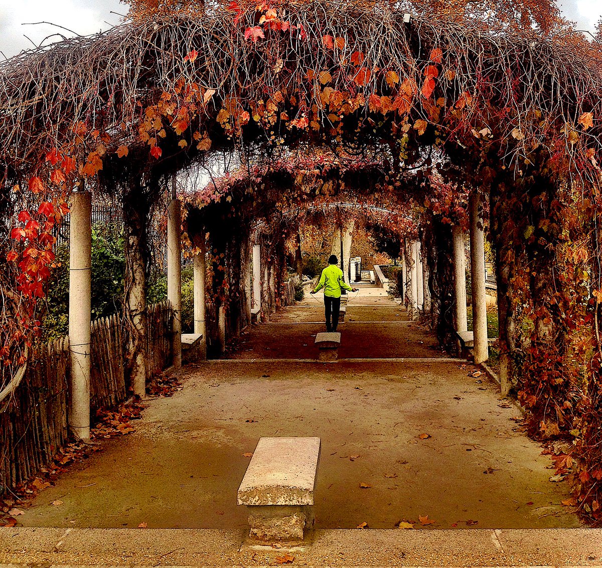focusonparis's tweet photo. Autumn arbor: a man jump ropes beneath a lush #arbor of #autumnleaves. #exercise #coronavirus #montmartre #autumninparis #photography #gardensofparis https://t.co/fVjudwvnHj https://t.co/hZYFl9QHmD