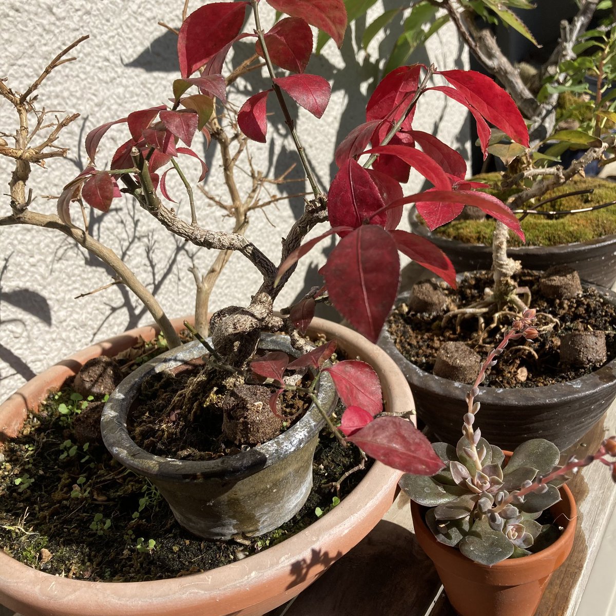 برچسب コマユミ در توییتر