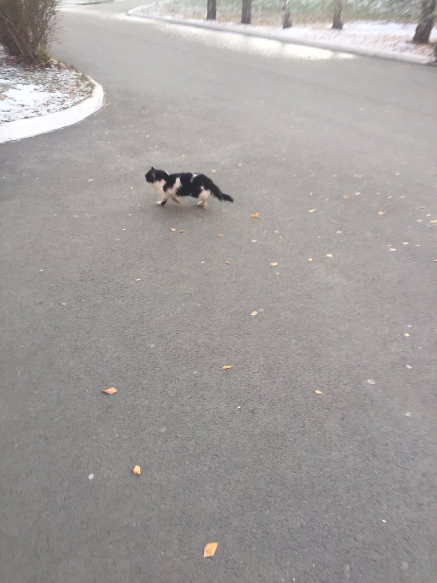 JJLMH69's tweet photo. котёнок из мема «я обязательно выживу» выжил https://t.co/y5ADlK0W4W