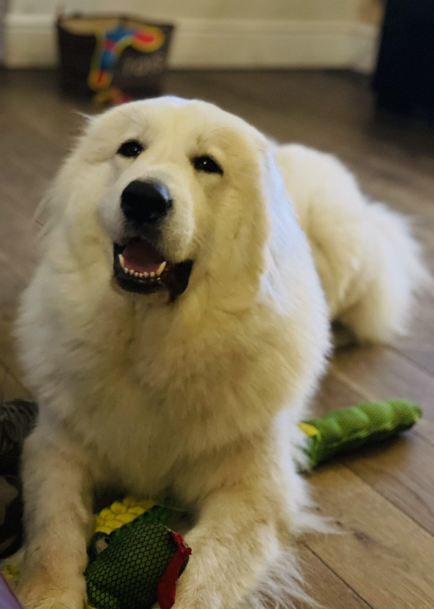 theblossomfiles's tweet photo. Its taken over 2 months, but finally this baby bear is showing signs of being her old self. A ‘Happy Daisy Bear’ eating and playing again ❤️🐶🧸#greatpyrenees #pyreneanmountaindog https://t.co/D0NLfyyoSM