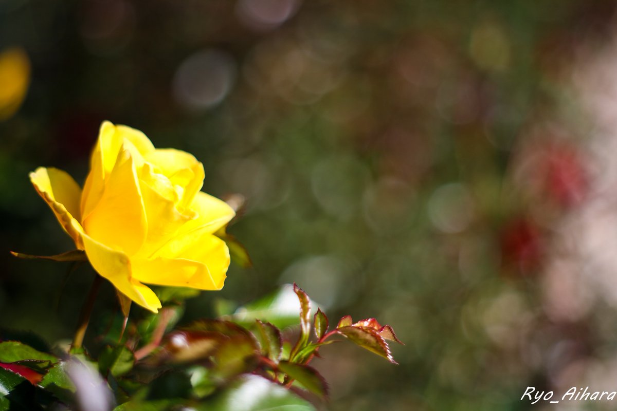 Ryo_Photography's tweet photo. 薔薇×バラ

Canon EOS 5D
super takumar

#写真撮ってる人と繋がりたい
#写真好きな人と繋がりたい
#カメラ叔父さん
#オールドレンズ
#photography https://t.co/mZchRoNzID