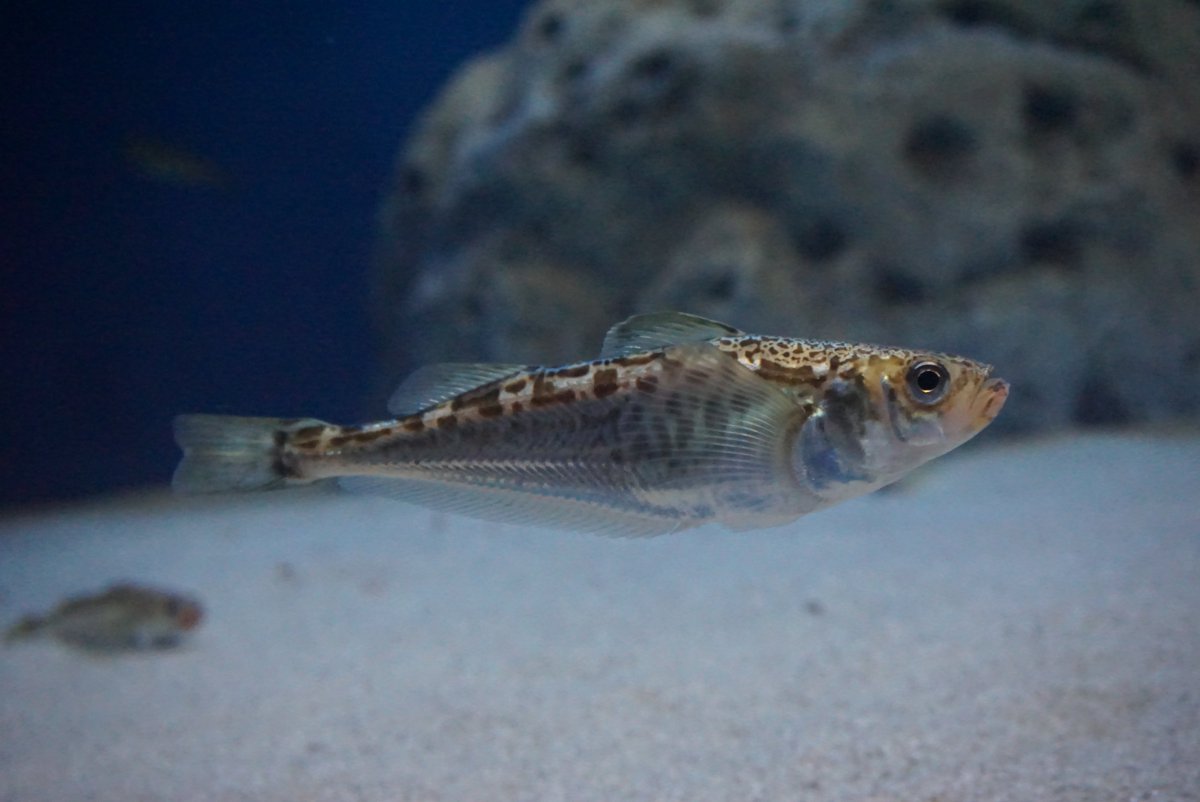 男鹿水族館gao 公式 まもなくハタハタの季節ですね ハタハタの胸ビレはとても大きいんです ふわふわ飛んでいるように泳ぎます 近日中に公式youtubeチャンネルでハタハタの動画も公開予定なのでお楽しみに ハタハタ 男鹿水族館 男鹿水族館gao 公式 まもなくハタハタの季節ですね ハタハタの胸ビレはとても大きいんです ふわふわ飛んでいるように泳ぎます 近日中に公式youtubeチャンネルでハタハタの動画も公開予定なのでお楽しみに ハタハタ 男鹿水族館