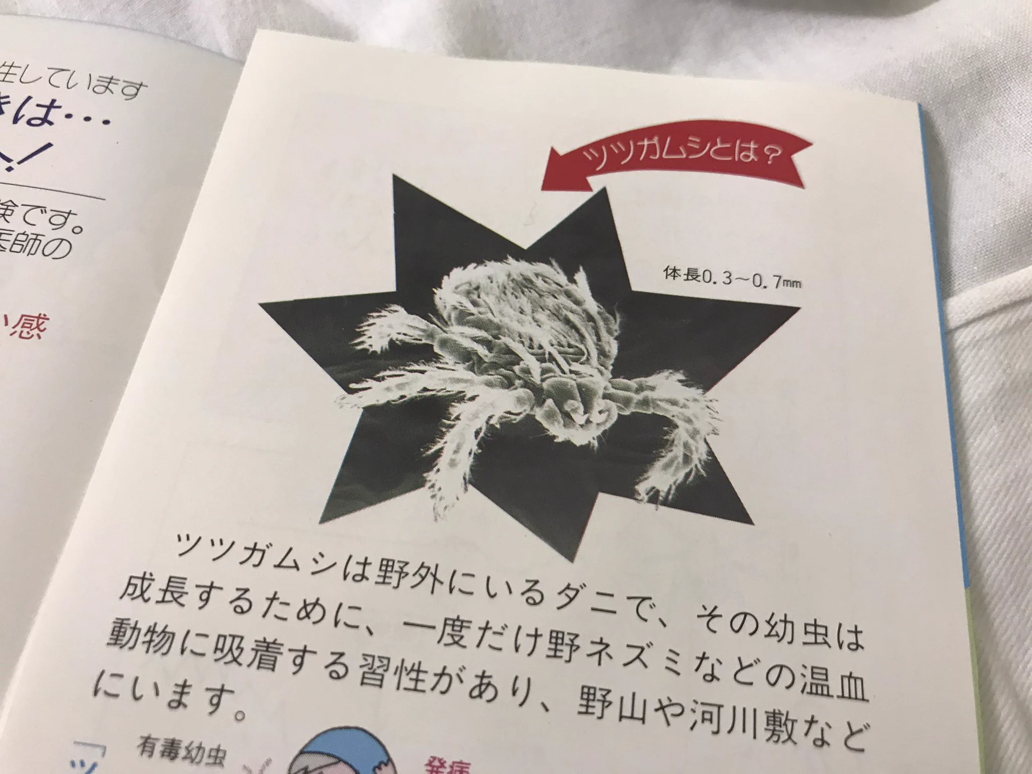 ツツガムシに噛まれて入院？ダニには気を付けて！