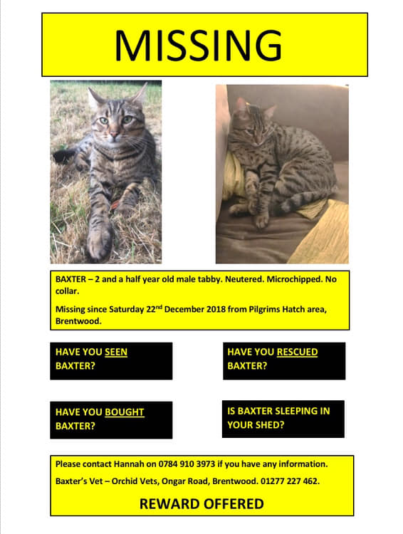 CatsMissing's tweet photo. 💔Still Searching to #FindBaxter
Tabby Male #LostCat Vanished 11/12/18 Pilgrims Hatch area #Brentwood CM15 #Essex
Neutered Microchipped #ScanMe #MissingCatsUK
@DoglostUK▶️https://t.co/ymC7GlIA4S
HAVE YOU SEEN BAXTER❓
🙏WATCH FB
🔽
https://t.co/L3NflfqVwt
#Caturday Appeal 💔🐈⬛💔 https://t.co/2XASQ3henO