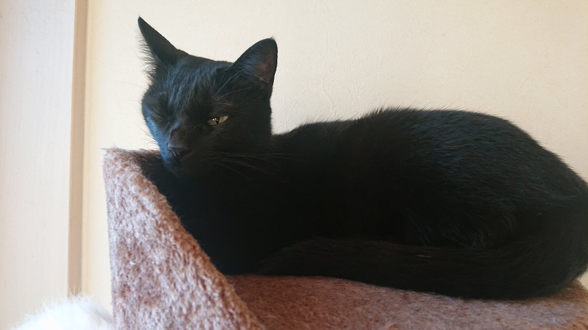ぜるくん A Twitter ウインク 猫好きさんと繋がりたい