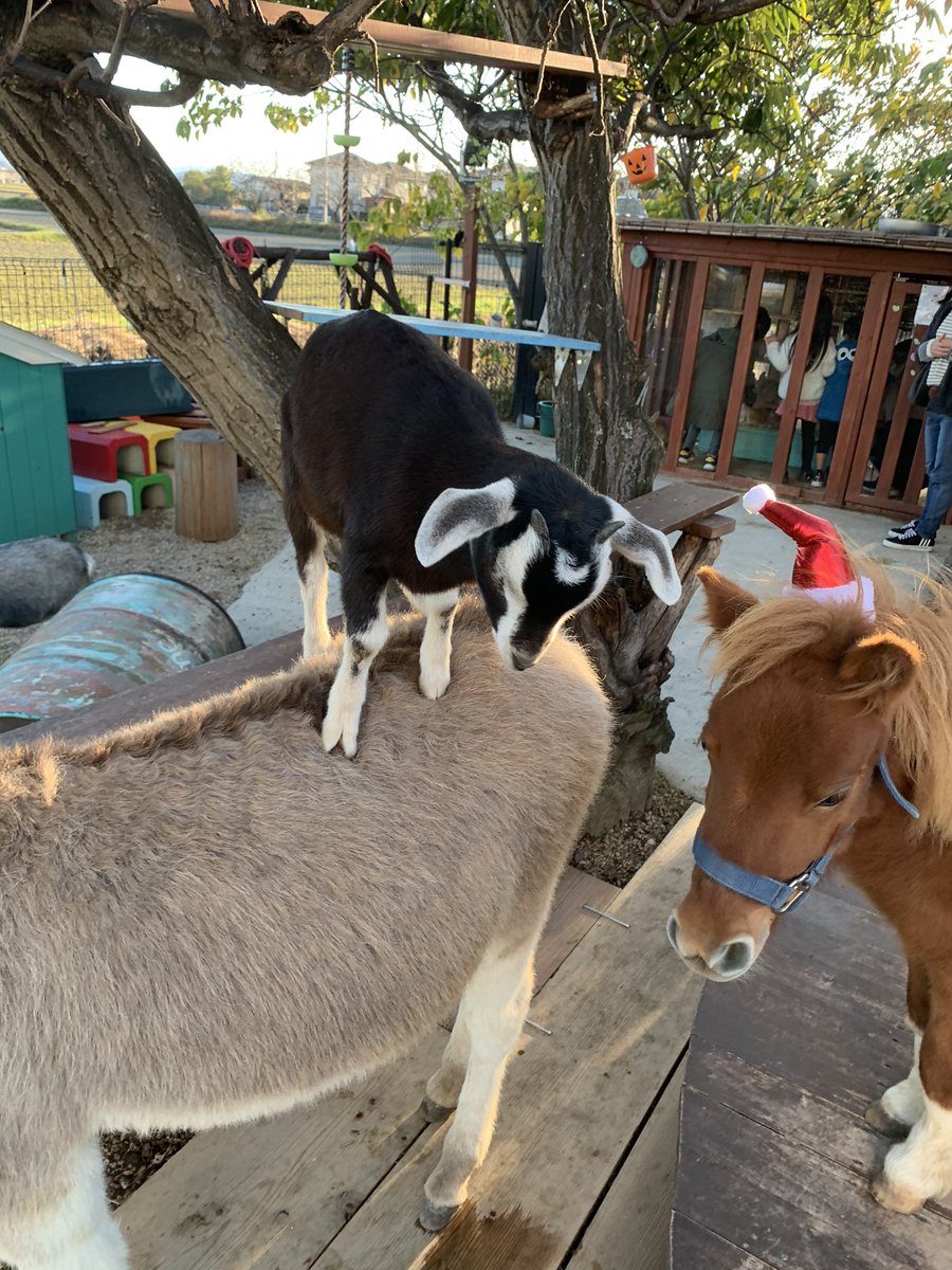 動物園 タケガワ ふれあい