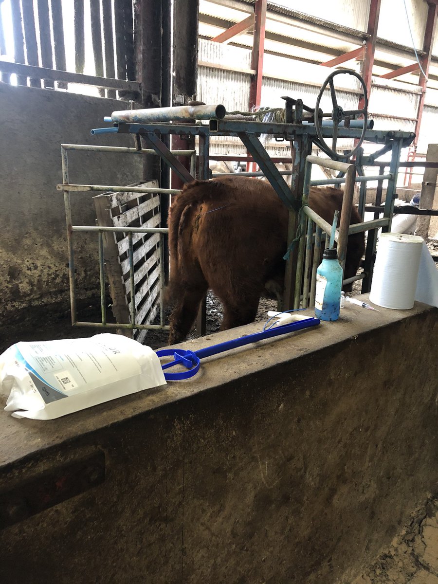 Breeding time for the @StabiliserBeef heifers, cidrs in, AI with sexed semen in 10days time and then they will all calf on the same day on 9th September 2021.... well that’s the plan!! #beef #beeffarming #beefandsheep #stabilisercattle #cattlebreeding #britishfarming