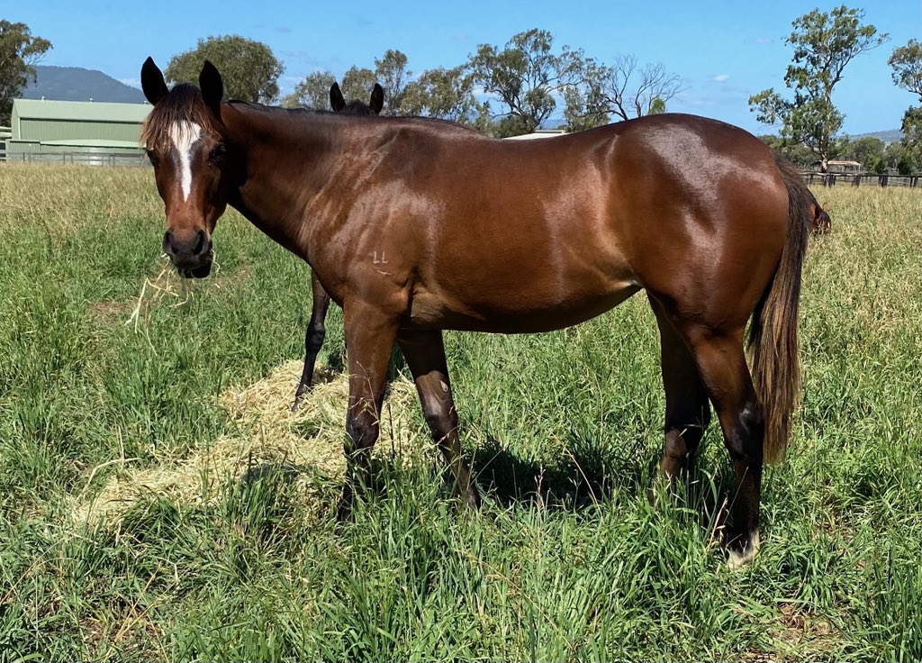 Lustre Lodge (@lustrelodge) on Twitter photo Congratulations to our lovely clients Bill, Margret and Sebastian Reed on #Irishflame taking out the Listed Ballarat Cup <a href="/BallTurfClub/">Sportsbet-Ballarat</a>. Irish Flameβs half sister by #Dundeel is growing out a treat and we are sure she has a bright future ahead ππ₯
<a href="/ArrowfieldStud/">Arrowfield Stud</a> Congratulations to our lovely clients Bill, Margret and Sebastian Reed on #Irishflame taking out the Listed Ballarat Cup <a href="/BallTurfClub/">Sportsbet-Ballarat</a>. Irish Flameβs half sister by #Dundeel is growing out a treat and we are sure she has a bright future ahead ππ₯
<a href="/ArrowfieldStud/">Arrowfield Stud</a>