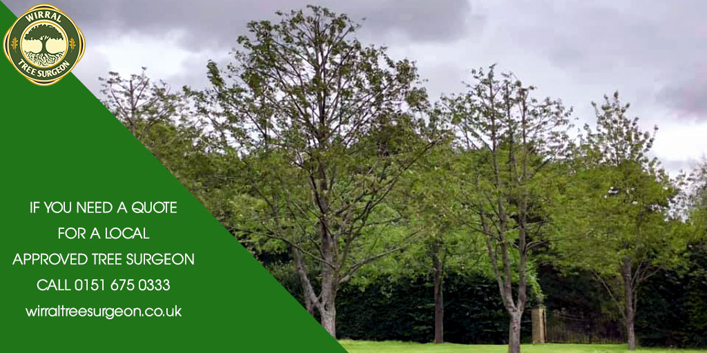 Wirral Tree Surgeon tweet media
