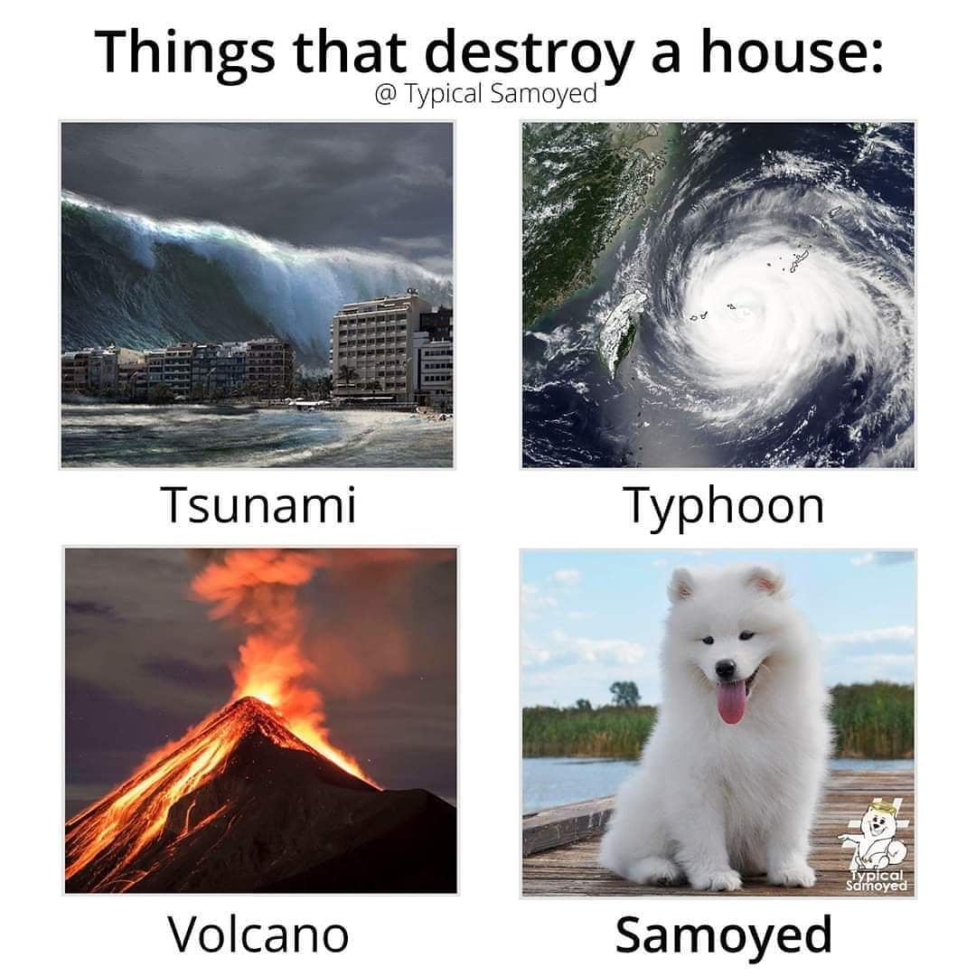 SamoyedWhiskey's tweet photo. is this true :) https://t.co/08cUWrmZSk