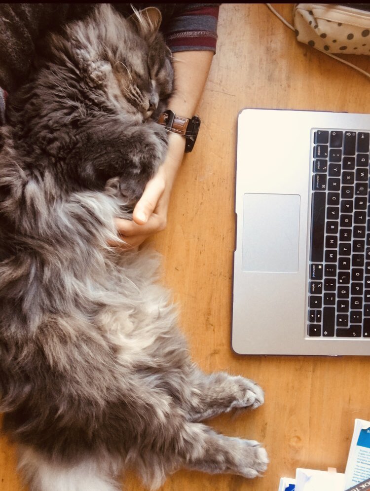 maximancub's tweet photo. Ein weiterer Vorteil des Formats #online #Konferenz – ganz klar! Herr Schmidt lauscht mit. Natürlich schläft er nicht! Er ist nur hochkonzentriert... ;) #stuTS68 https://t.co/o6vVz8pyYW
