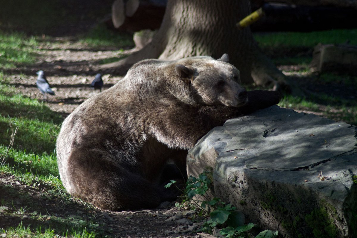 WelshMountainZo's tweet photo. Reminiscing about Summer has us like...
#Summer #LookingForSummer #BrownBear #WelshMountainZoo
📷 Matt Rimmer https://t.co/GUW01ZI7Kd