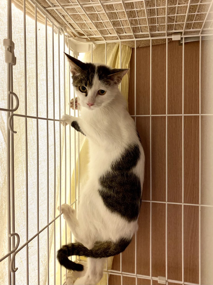 生後半年の野良猫が家猫になるまでの50日間 僕には えん を家猫として生涯幸せにする責任がある 2ページ目 5ページ中 Qjweb クイック ジャパン ウェブ