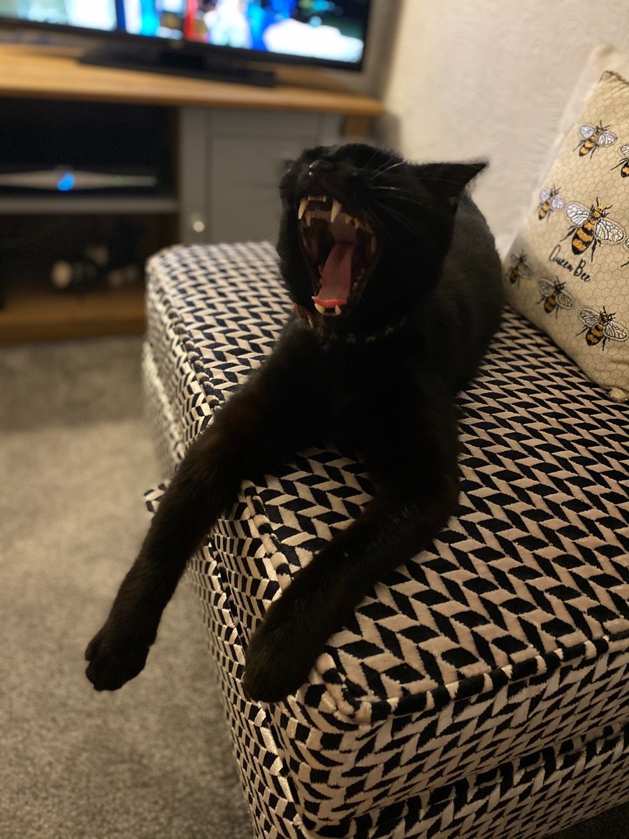 SheepyFleece's tweet photo. Frank isn’t remotely interested that today is #caturday 😻😻😻 https://t.co/r8Dj27bLpx