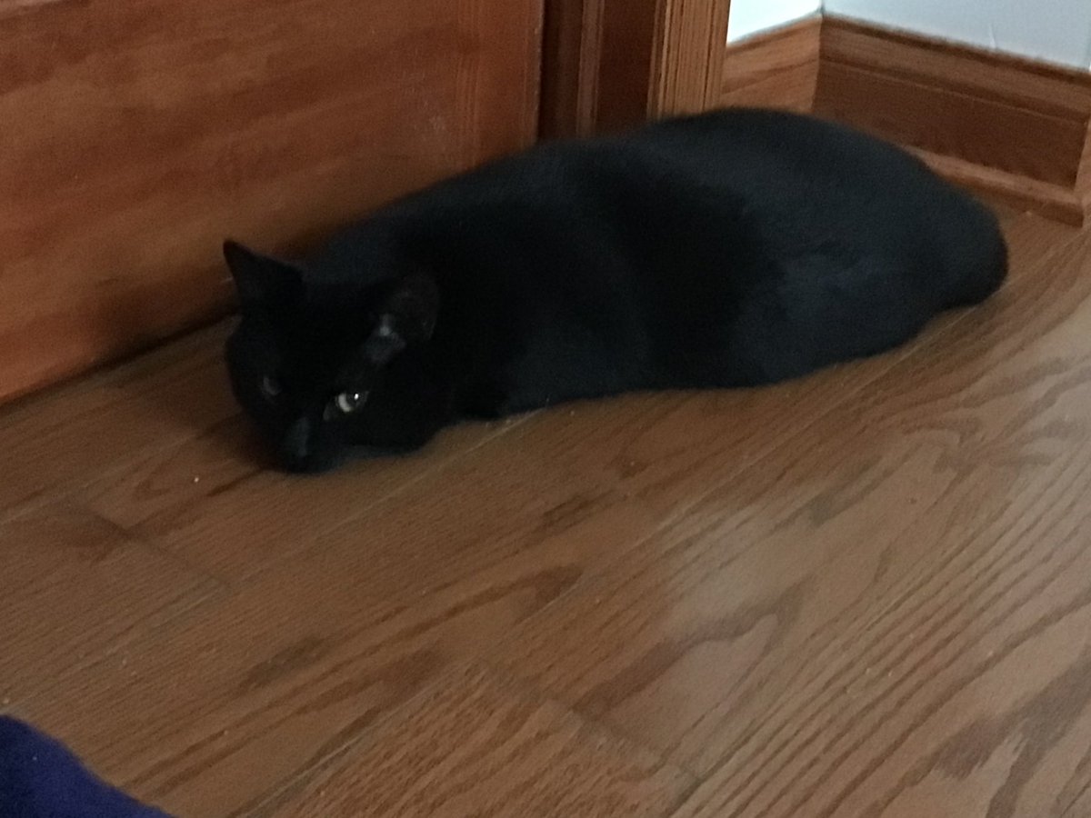 hazelatinx's tweet photo. Wish I wasn’t making this post but recently I had to move out of my apartment &amp; I can no longer take care of my cat, Yoongi. I would like to give him to someone that can take care of him. If anyone interested please contact me! #chicago #blackcat #yoongi https://t.co/L2cbmT5uKl