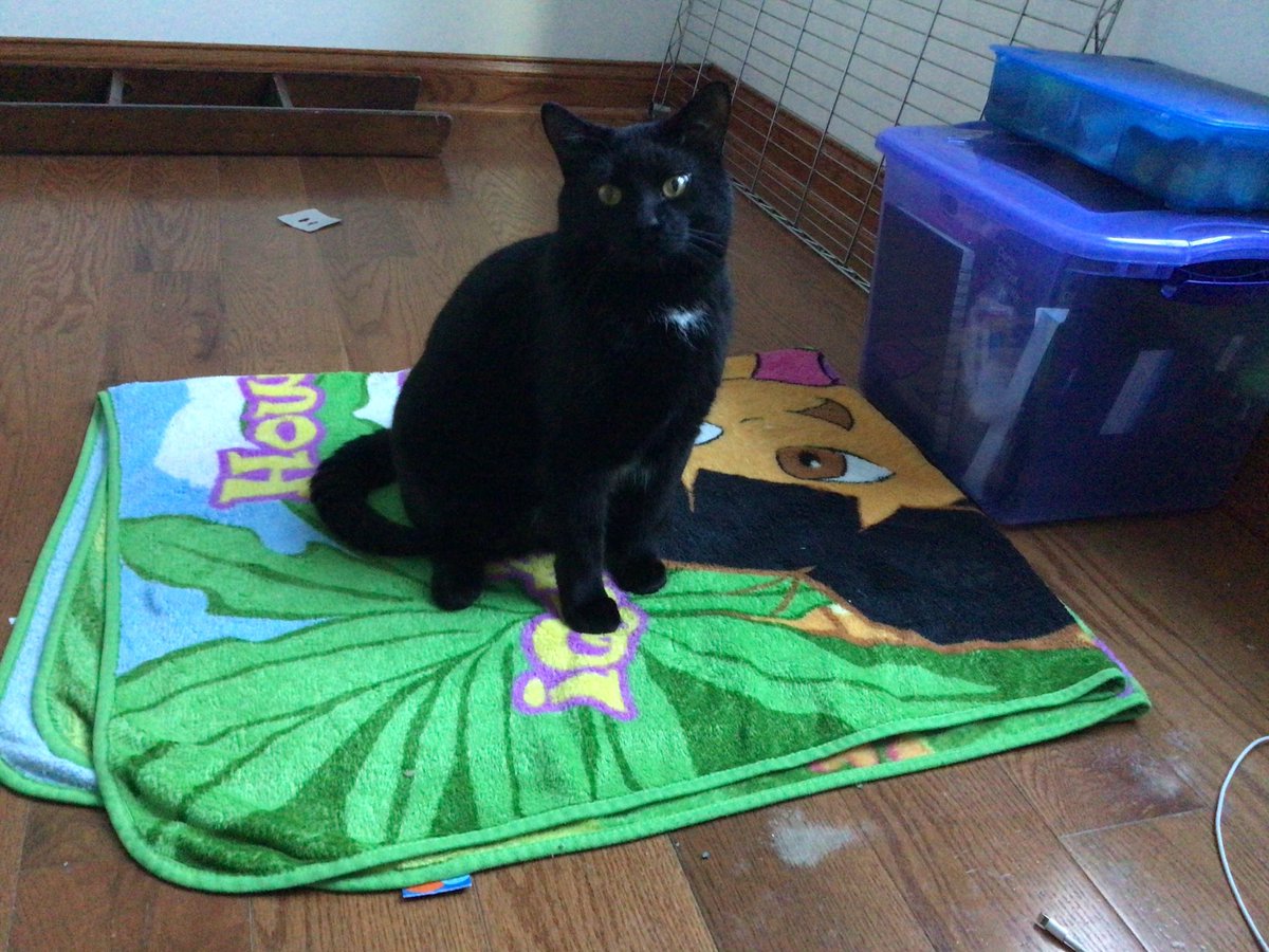 hazelatinx's tweet photo. Wish I wasn’t making this post but recently I had to move out of my apartment &amp; I can no longer take care of my cat, Yoongi. I would like to give him to someone that can take care of him. If anyone interested please contact me! #chicago #blackcat #yoongi https://t.co/L2cbmT5uKl