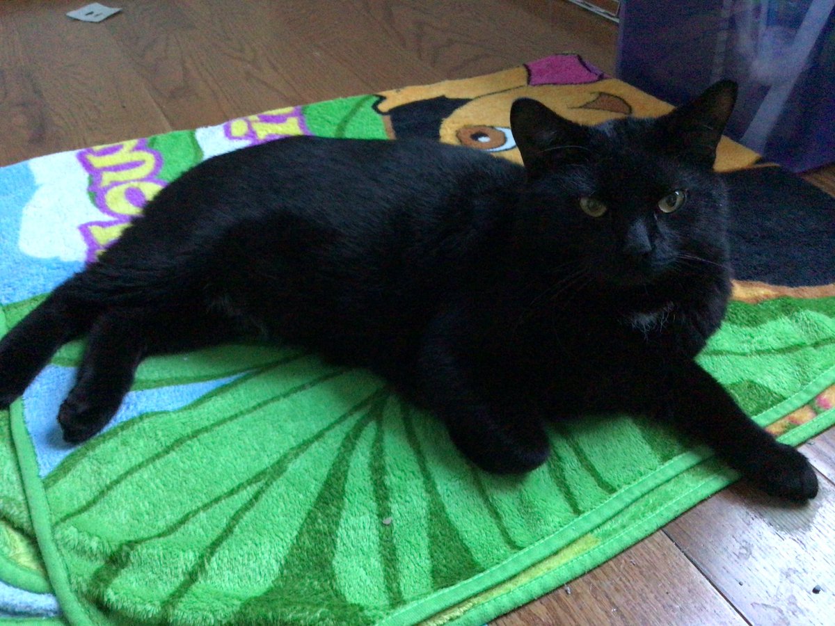 hazelatinx's tweet photo. Wish I wasn’t making this post but recently I had to move out of my apartment &amp; I can no longer take care of my cat, Yoongi. I would like to give him to someone that can take care of him. If anyone interested please contact me! #chicago #blackcat #yoongi https://t.co/L2cbmT5uKl