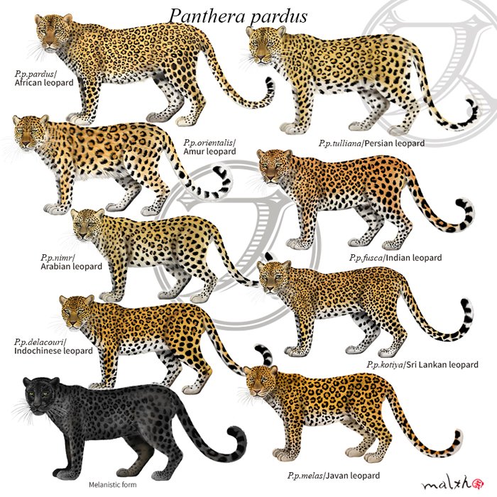 Malth マルス ネコ科 Felidae ヒョウ属 Panthera ヒョウ Leopard Panthera Pardus アフリカおよびアラビア半島 アジア ロシアに生息する 野生動物 動物マニア 博物画 動物イラスト デジタルペイント ネコ科 ヒョウ クロヒョウ 動物図鑑 プロ