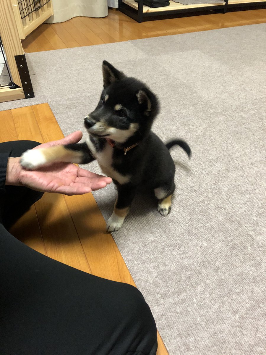 tenchan__10's tweet photo. おすわり、おて、おかわりの流れ🐕
ソレ、オカワリチガウヨー！ https://t.co/rpWsZlaABZ